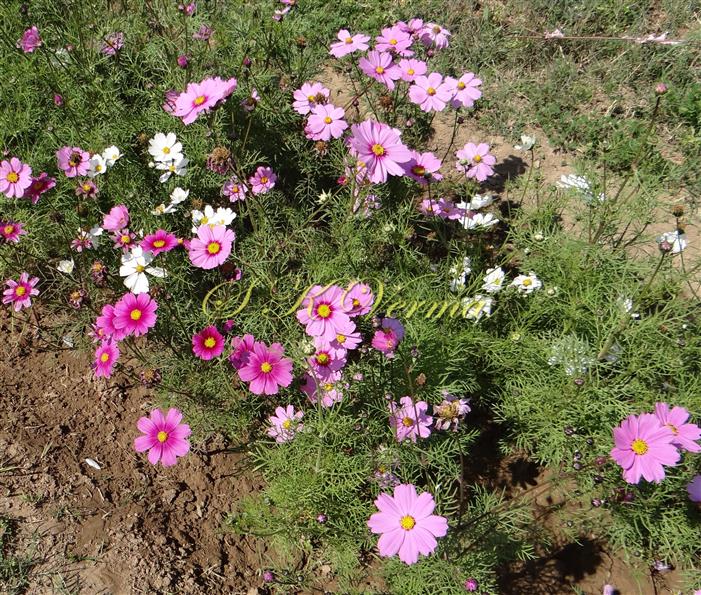  Plants